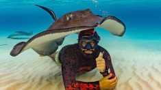 Servicial raya usa su cuerpo como carpa para un buceador durante sesión de fotos en fondo del océano