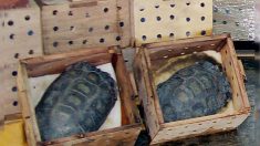 México incauta cargamento ilegal con 15,000 tortugas vivas que serían entregadas a China