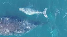 Papá australiano graba video en dron de una cría de la “extremadamente rara” ballena jorobada blanca