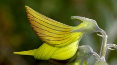 Flor australiana tiene pétalos que parecen perfectos pequeños colibríes
