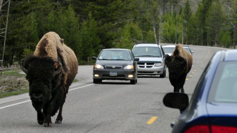 Unos Bisontes estadounidenses siguen un viaje matutino por la autopista 89 en el Parque Nacional Yellowstone en Wyoming el 1 de junio de 2011. (Mark Ralston/AFP/Getty Images)
