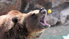 Condena a muerte a oso en Italia que atacó a excursionistas enfrenta críticas de activistas
