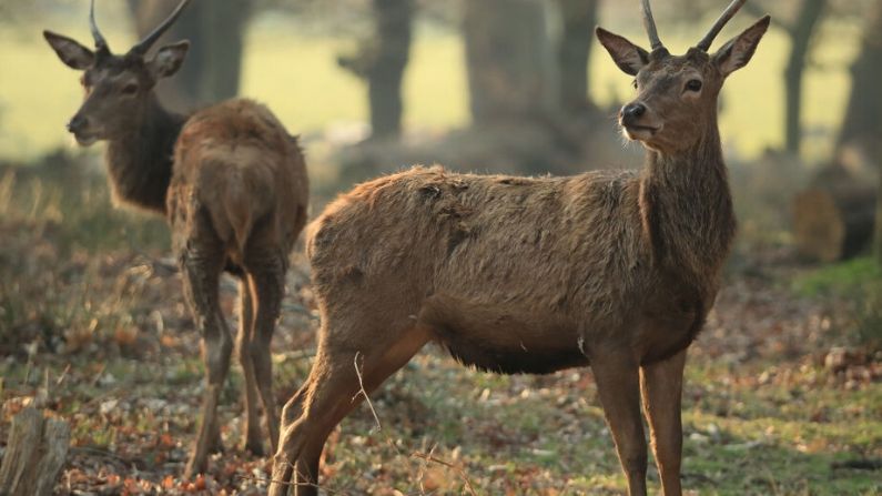 Ciervos son fotografiados en el Parque Richmond el 27 de marzo de 2020 en Londres, Inglaterra. (Andrew Redington/Getty Images)