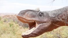 Descubren el último banquete de un dinosaurio de 1300 kilos hace más de 110 millones de años