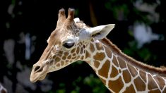 Nacimiento de jirafa bebé en parque temático de Florida coincide con Día Mundial de la especie
