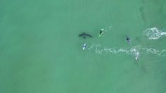 Video de dron muestra encuentro muy cercano de surfistas con un gran tiburón blanco