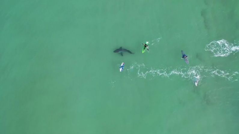Un gran tiburón blanco indaga a un grupo de surfistas en Sudáfrica en esta captura de pantalla del metraje de drones publicado el 23 de junio de 2020. (Cortesía de National Sea Rescue Institute)
