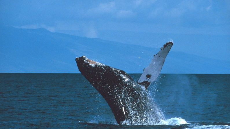 Las ballenas jorobadas pueden alcanzar una longitud de 40-50 pies. En el Atlántico, las hembras migran para dar a luz en el Caribe y luego se desplazan hacia el norte a las zonas de alimentación a lo largo de Nueva Inglaterra y Canadá. (272447/Pixabay)