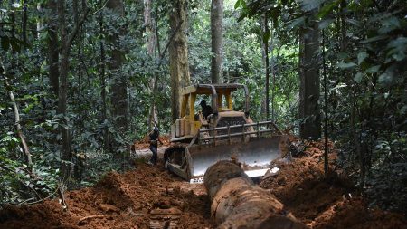 La tala ilegal que alienta China y amenaza los bosques de África