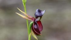 Una orquídea fascinante con un asombroso parecido a un pato volando