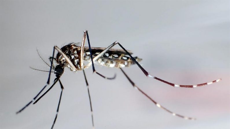 Detalle del mosquito "Aedes Aegypti", trasmisor del dengue. EFE /Gustavo Amador /Archivo
