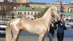 Estas son las cinco razas de caballos más hermosas y raras del mundo
