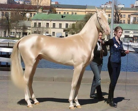 Akhal-Teke (Our Breathing Planet/Flickr)
