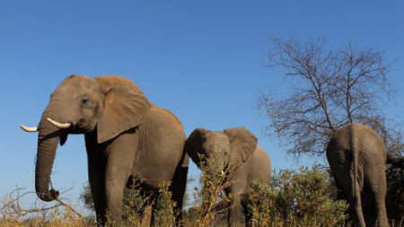 Hallan muertos a cientos de elefantes en Botswana en lo que parece ser una misteriosa muerte en masa