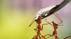 Una fotografía de hormigas bebiendo gotas de agua gana el primer premio en un concurso internacional