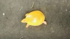 Autoridades rescatan a una tortuga amarilla poco común en una represa en la India, y se vuelve viral