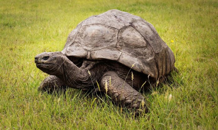 Jonathan, una tortuga  gigante de Seychelles, se cree que es el reptil más viejo que vive en la tierra (GIANLUIGI GUERCIA / AFP a través de Getty Images)