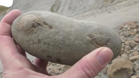 Hombre encuentra cangrejo fósil de 12 millones de años escondido dentro de una roca de playa (video)