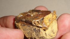 Descubren en Colombia fósiles de reptil volador de hace 135 millones de años
