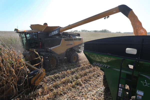 Una cosechadora se utiliza para cosechar el maíz en las granjas de la familia Hansen en Baxter, Iowa, el 12 de octubre de 2019. (Joe Raedle/Getty Images)