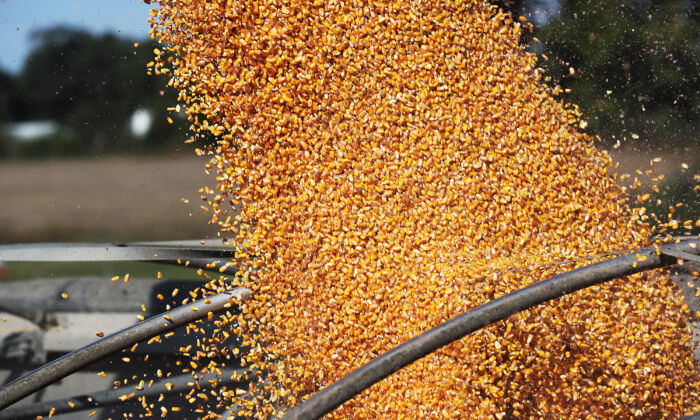 Cosecha de maíz de un campo en las granjas de la familia Hansen en Baxter, Iowa, el 12 de octubre de 2019. (Joe Raedle/Getty Images)