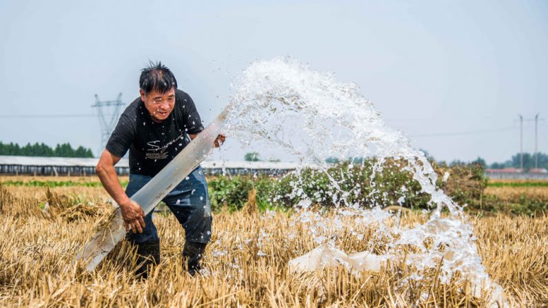 Campo de maíz en Weifang, provincia oriental de Shandong de China el 19 de junio de 2020. (STR / AFP a través de Getty Images)