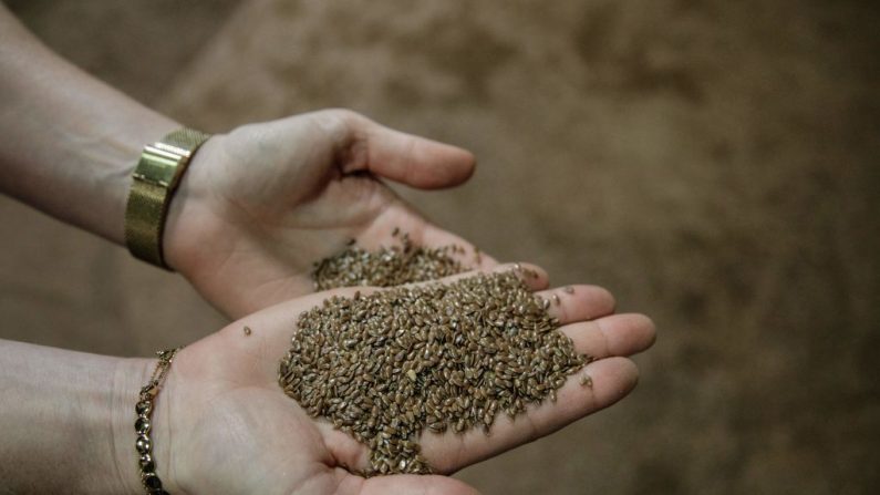 Camille François, asistente ejecutivo de la Cooperativa de Lino "Cooperative Linire Du Nord De Caen" en el norte de Caen, muestra semillas de lino en una fábrica de lino en la ciudad de Villons-Les-Buissons en la región de Normandía, noroeste de Francia, el 15 de julio de 2020. (SAMEER AL-DOUMY/AFP vía Getty Images)