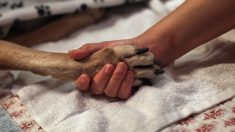 Fallece el primer perro diagnosticado con COVID-19 en EE.UU.