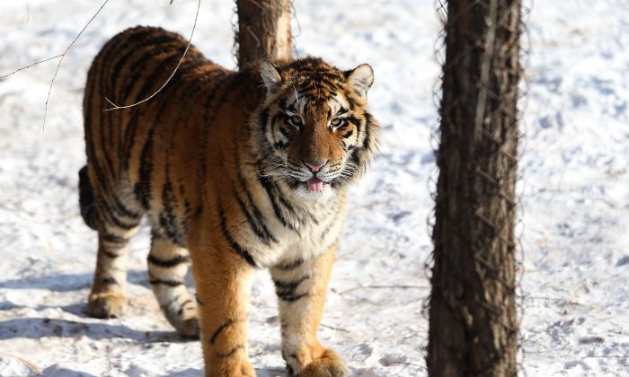 Un tigre siberiano se encuentra en su recinto en el Parque del Tigre Siberiano en Harbin, China, el 6 de enero de 2014. (Lintao Zhang/Getty Images)