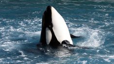 Revelan que una orca que en 2018 cargó por 17 días a su cría muerta está nuevamente preñada