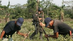 Colombia asegura que erradicó casi 45,000 hectáreas de coca en siete meses