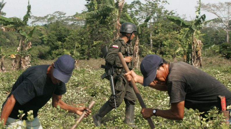 Campesinos colombianos arrancan plantas de coca protegidas por las fuerzas especiales de la policía 12 de febrero de 2006 en el parque de La Macarena, municipio de Vistahermosa, departamento del Meta (Colombia), durante una operación de destrucción manual de 4500 hectáreas de plantaciones de coca. (Foto de MAURICIO DUENAS/AFP via Getty Images)