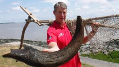 Pescadores encuentran cuerno de bisonte gigante de 27 pulgadas, se cree que es de la edad de bronce