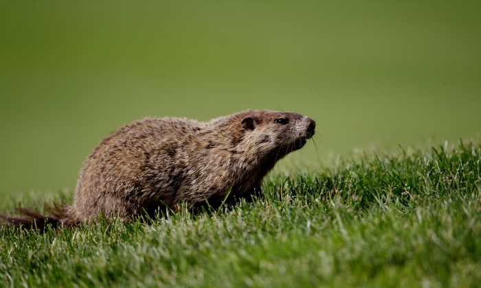 Se dice que las marmotas pueden causar la plaga. (Ross Kinnaird/Getty Images)