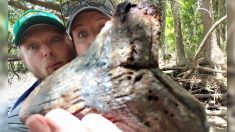 Cazadora de fósiles descubre enorme diente de tiburón megalodón en un río de Carolina del Sur