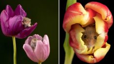 Fotógrafo captura adorables imágenes de ratones en coloridos tulipanes