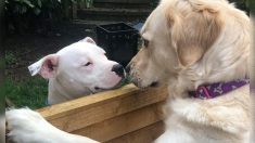 Perros vecinos se enamoran: «Son inseparables cuando están juntos»