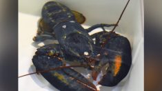 Rara langosta azul hallada por empleado de Red Lobster tiene segunda oportunidad en zoológico de Ohio