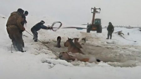 Agricultores se unen para rescatar a una manada de caballos que cayó en un lago congelado en Rusia