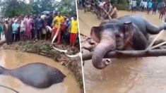 Aldeanos se unen para rescatar un elefante usando cuerdas y sus manos después que cayera a una fosa