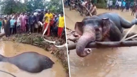Aldeanos se unen para rescatar un elefante usando cuerdas y sus manos después que cayera a una fosa