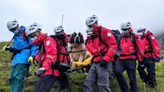 Perro San Bernardo de 121 libras es rescatado de la montaña más alta de Inglaterra