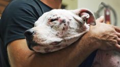 Pitbull enferma que era ignorada debido a su raza se convierte en mentora de otros perros rescatados