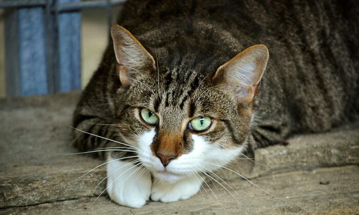Foto de archivo de un gato doméstico. (Doanme/Pixabay.com)