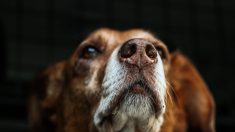 Estudio alemán revela que los perros son capaces de detectar COVID-19 en la saliva humana