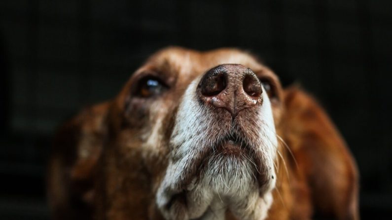 Una imagen de la nariz de un perro de cerca. (Susanne Pälmer/Pixabay)