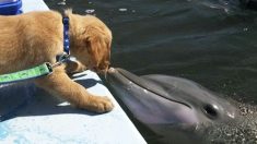 Golden retriever y un delfín celebran su amistad de 8 años (Fotos)