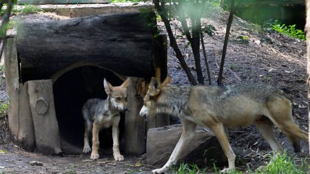 La única manada de lobos grises de California ahora tiene al menos 8 nuevos cachorros