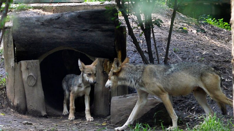 Foto de archivo del lobo gris en el zoológico de Coyotes de la Ciudad de México, el 6 de julio de 2017. (PEDRO PARDO/AFP a través de Getty Images)
