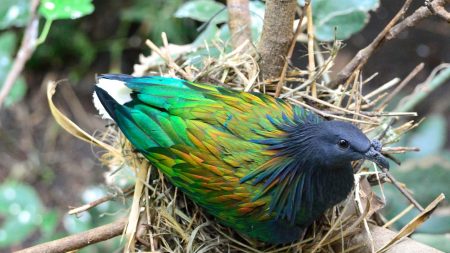 6 tipos de palomas más espectaculares del mundo: ¡Hay que ver estas impresionantes aves para creer!